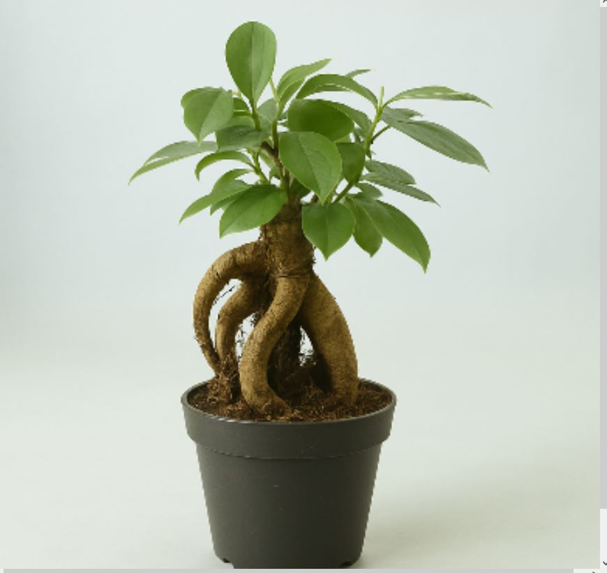 Ficus Ginseng Surtido Planta Bonsai Terrario Interior Ø6_0