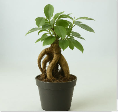 Ficus Ginseng Surtido Planta Bonsai Terrario Interior Ø6_0