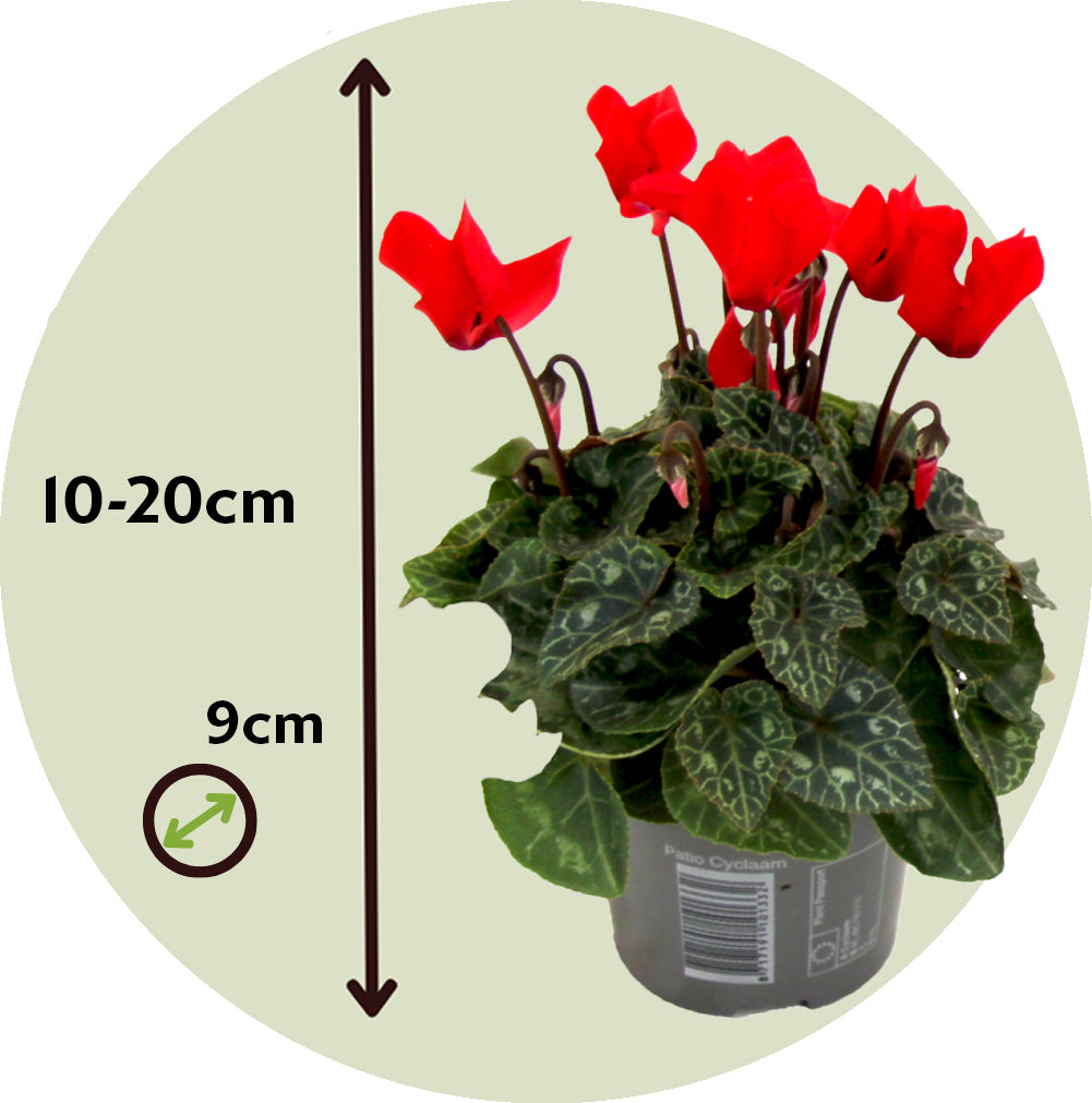 Violeta De Persia - 3 Pzs - Cyclamen Persicum - Altura 10-20cm - ⌀9cm_2