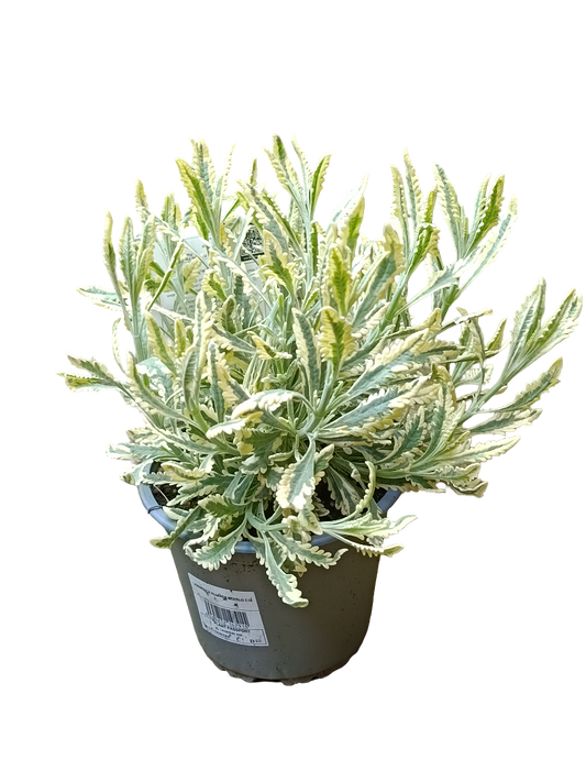 Lavanda Variegata Ø14 Planta Aromática Natural_0
