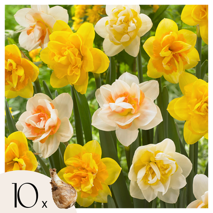 Bulbos De Narcisos - 10 Pzs - Narcissus 'double Mix' - Bulbos De Flores_0