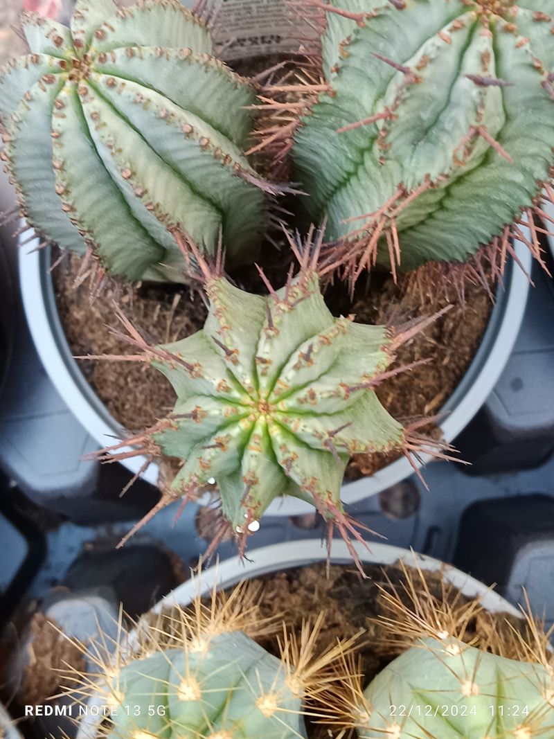 Cactus Y Suculenta Planta Grande Ø13 ☼ Ref021_0