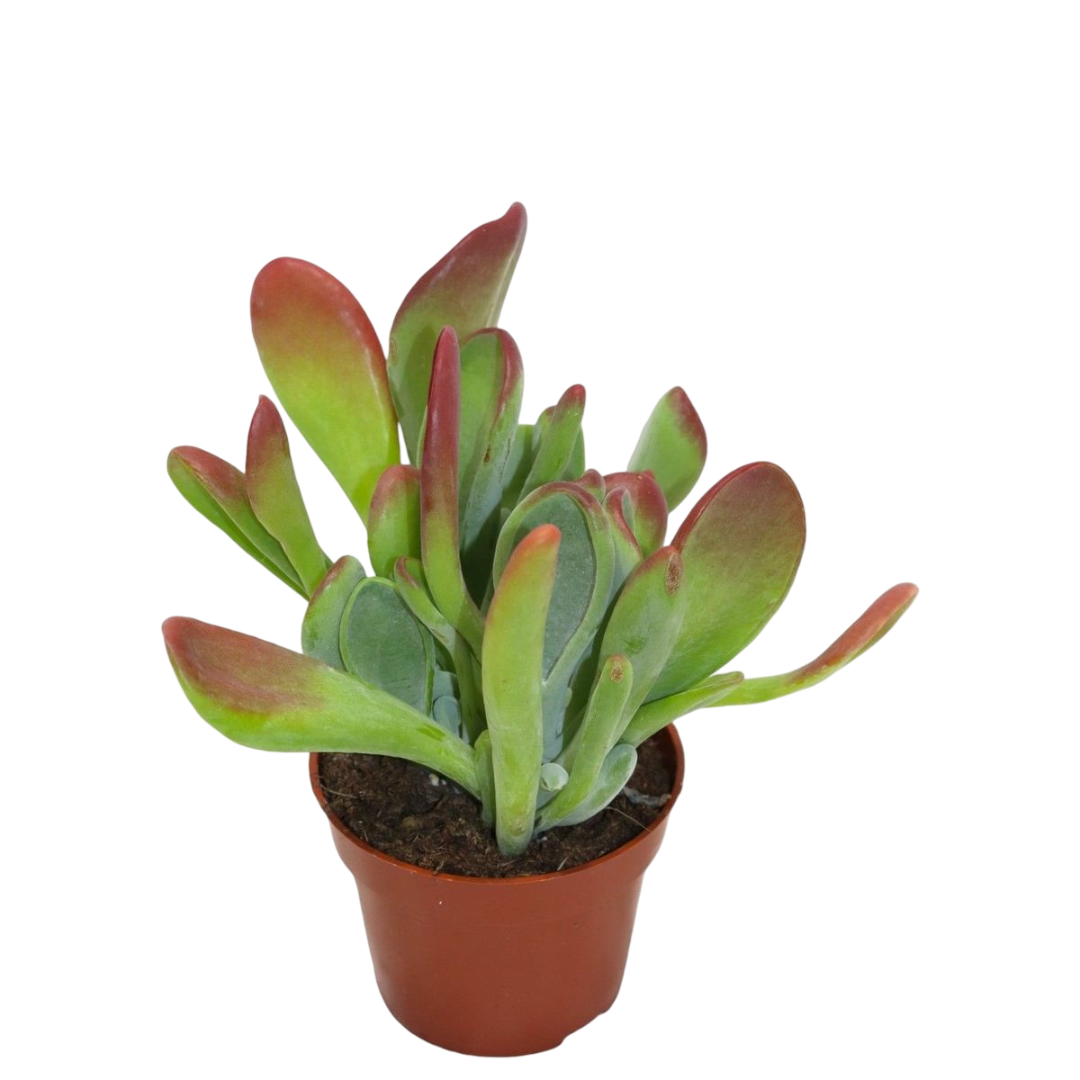 Kalanchoe Oricula Ø13 Planta Suculenta_0