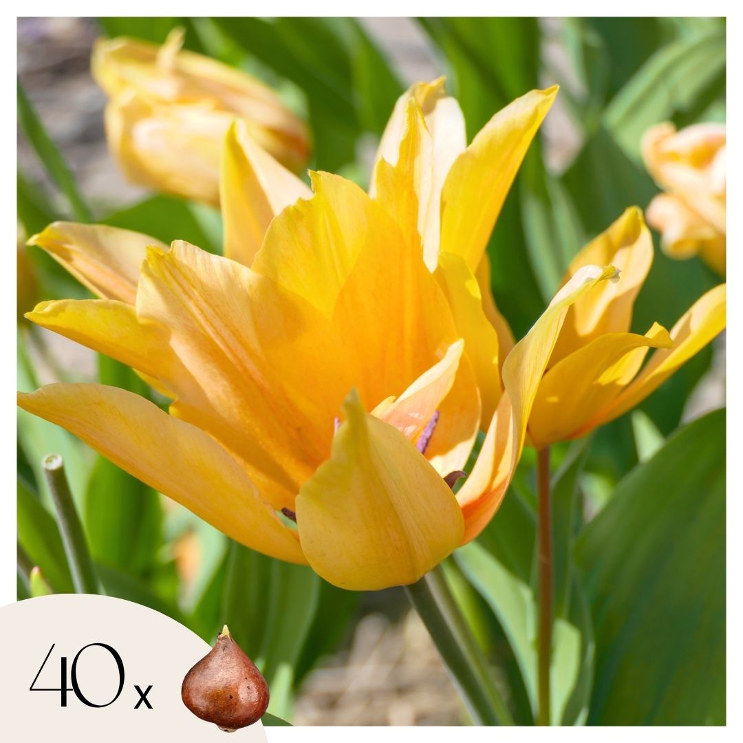 Bulbos De Tulipán - 40 Pzs - Tulipa 'prastants Shogun' - Bulbos De Flores_0