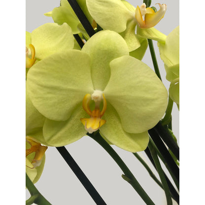 Orquidea Phalaenopsis Yara 2/3 Tallos M12 70cm_2