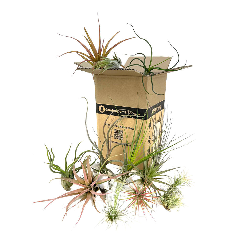 Pack 10 Tillandsias Variadas_0