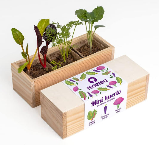 Mini Huerto De Extrañas Hortalizas (acelga Arcoíris, Zanahoria Morada Y Brócoli Rosa) | Regalo Original_0