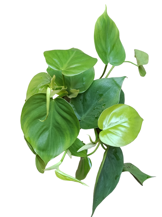 Philodendron Scandens Verde Ø12 Planta De Interior Colgante Poto_0