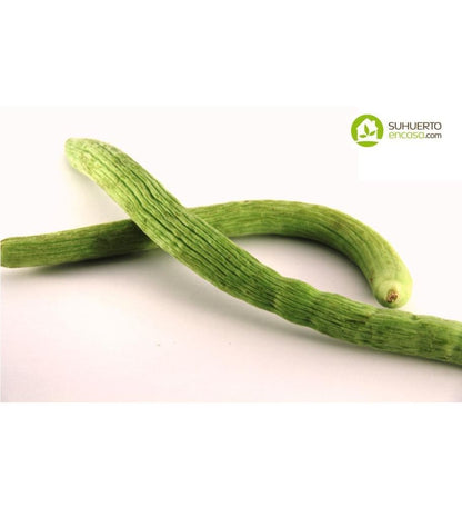 Plantón Pepino Alficoz (10 Unidades)_0