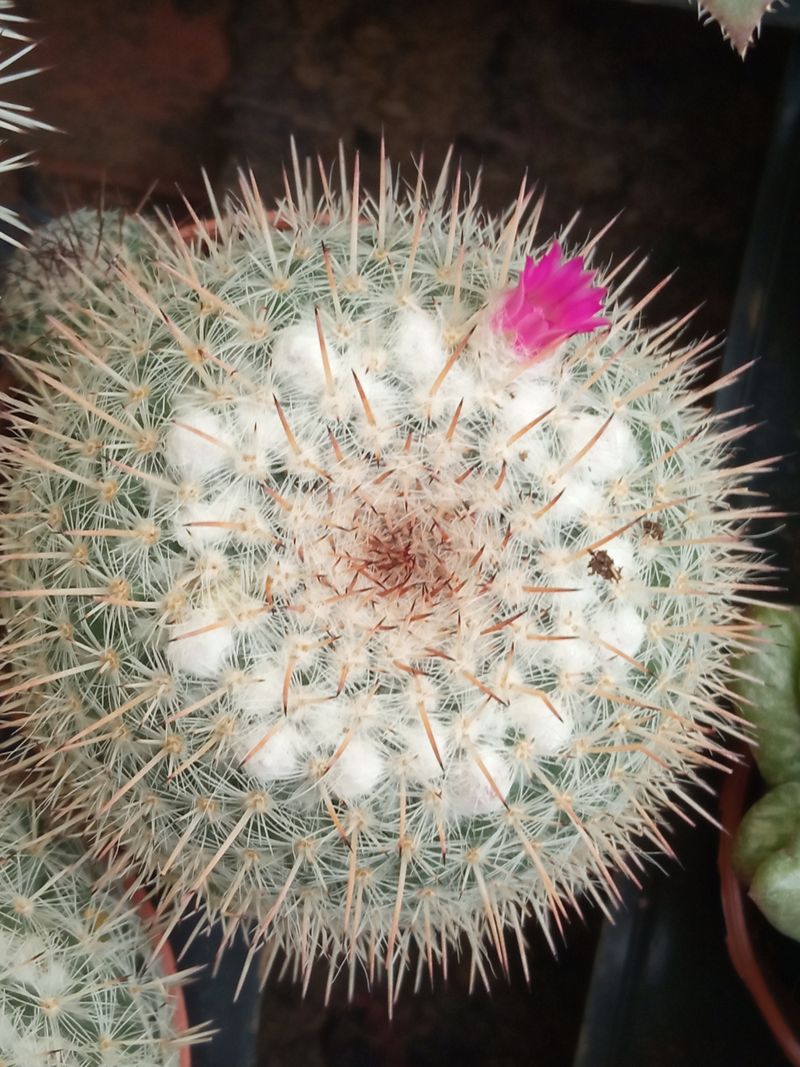 Planta Cactus Mammillaria Hahniana_0