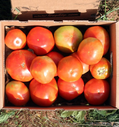 Caja De Tomates Valencianos Tropitop Caja De 3kg_3