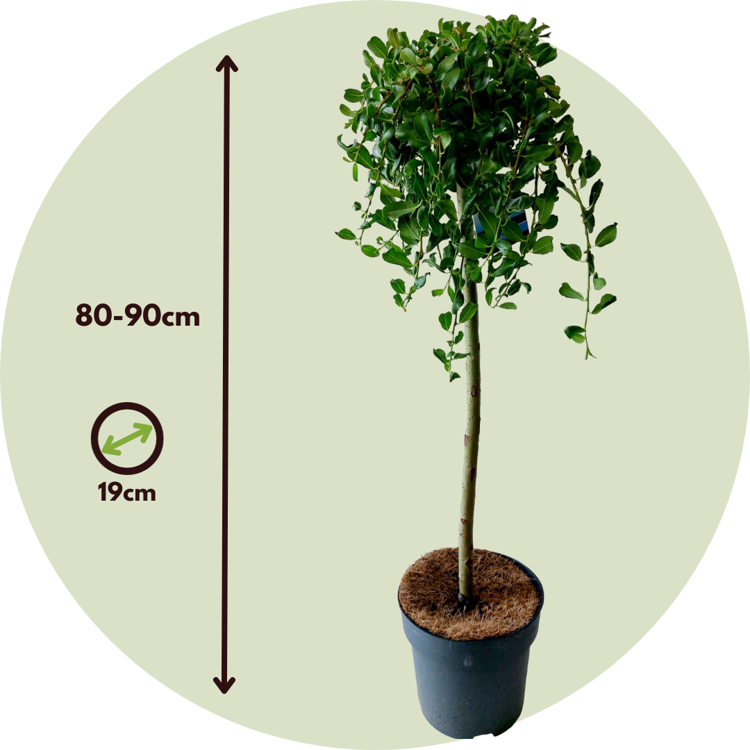 Sauce Arbustivo - Salix Arbuscula - Altura 80-90cm - ⌀19cm_2