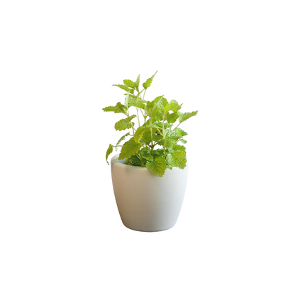 Mix De Plantas Aromáticas Melisa, Menta, Manzanilla, Salvia_1