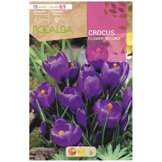 Crocus Flower Record bolbo roxo 10 unidades Rocalba