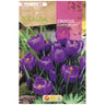 Crocus Flower Record bolbo roxo 10 unidades Rocalba