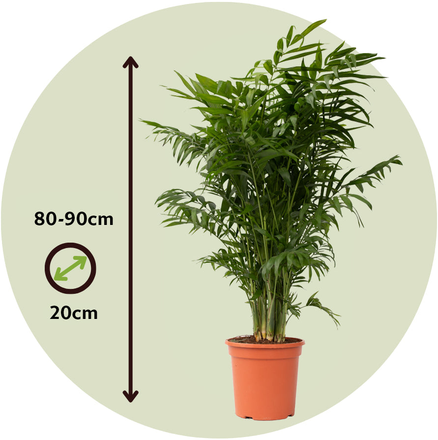 Pacaya - Palmera De Salón - Chamaedorea Elegans - Altura 80-90cm - ⌀20cm_2