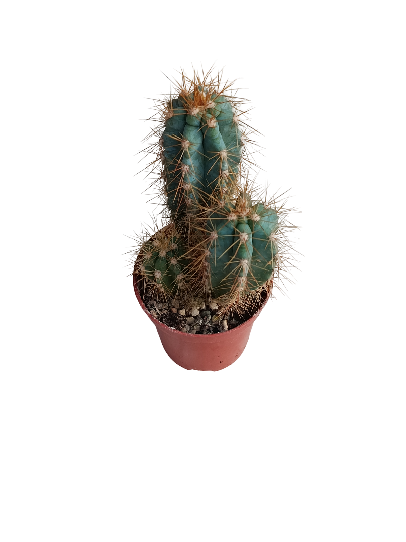 Pilosocereus Azureus Ø5 Cactus Azul Planta Natural_0
