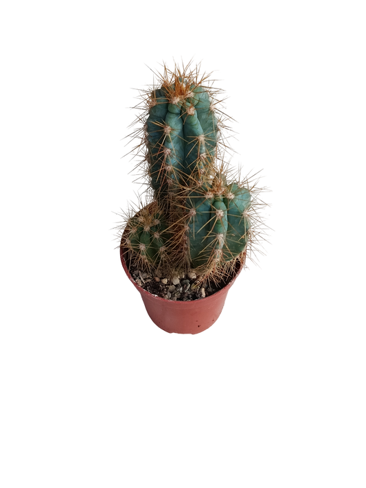 Pilosocereus Azureus Ø5 Cactus Azul Planta Natural_0