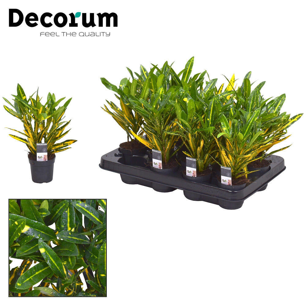 Croton Sunny Star M8_0