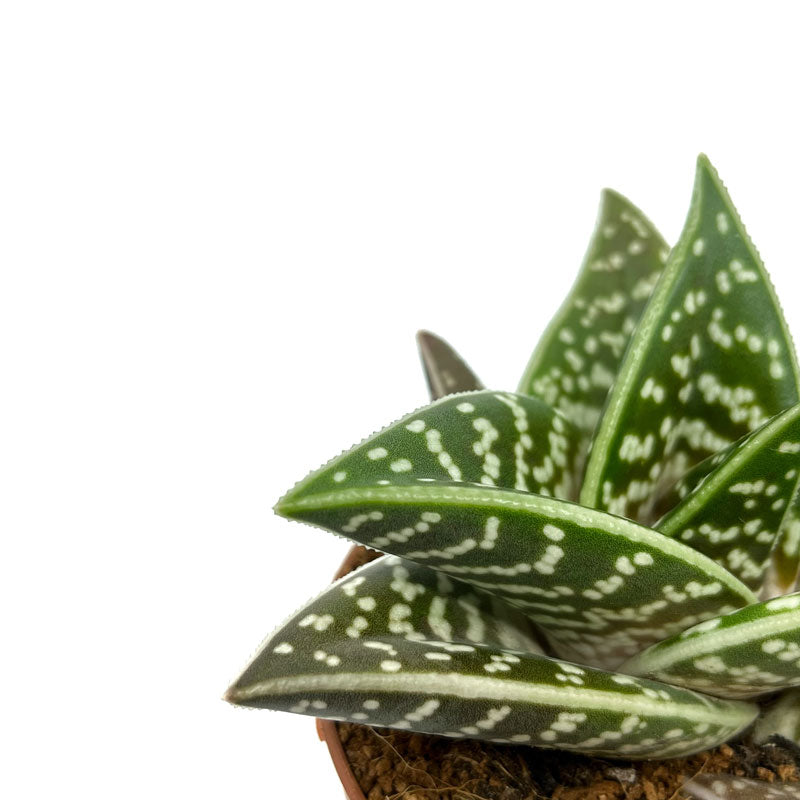 Aloe Variegata Cactus Y Suculentas M8,5 cm Ø_2