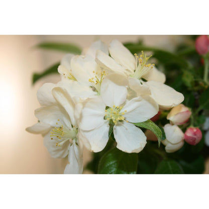 Bonsai Malus sp.9 anos Macieira