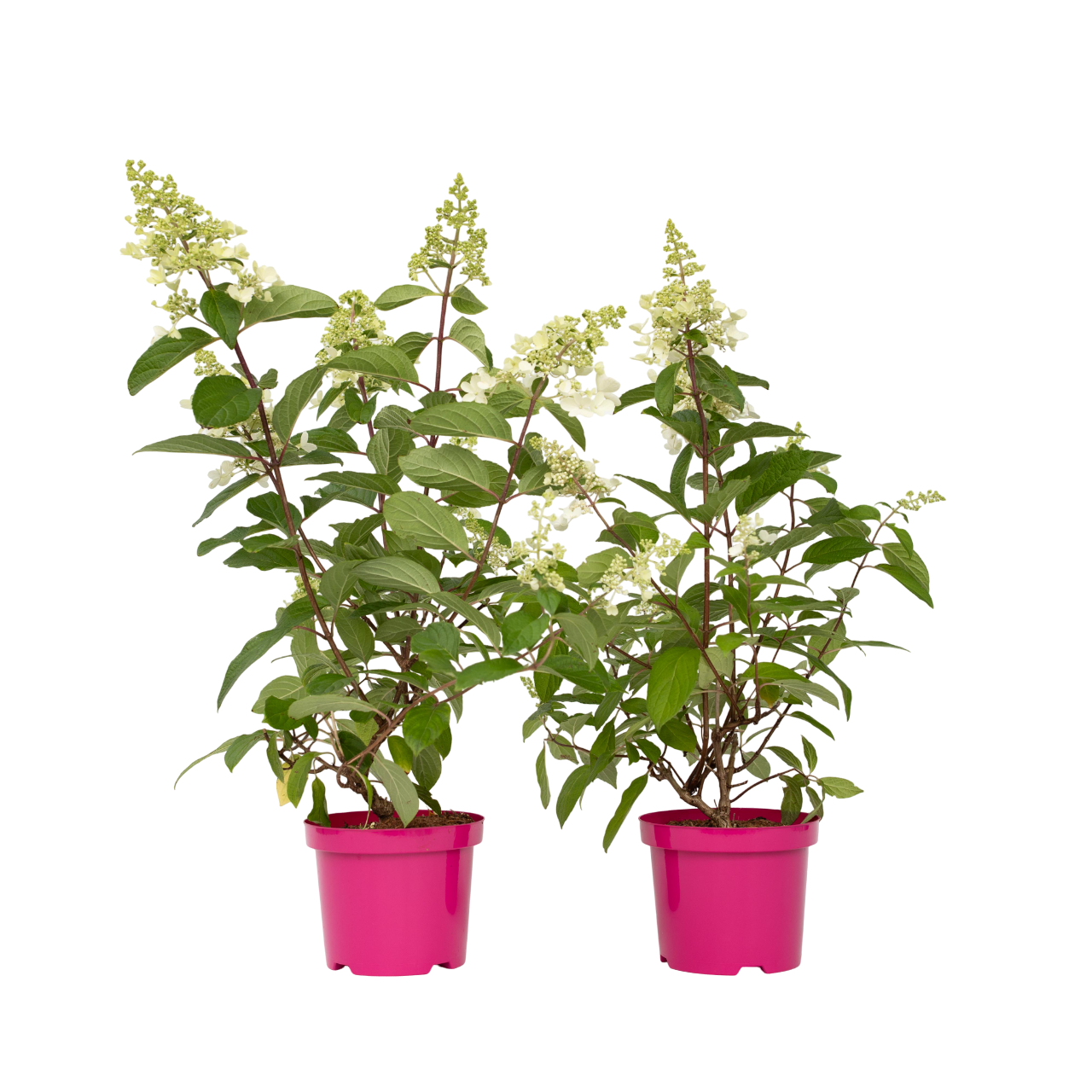 Hortensia - 2 Pzs - Hydrangea Paniculata 'pinky Winky' - Altura 25-40cm - ⌀19cm_0
