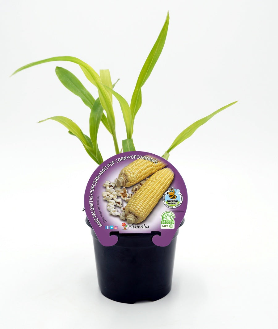 Plantón maíz para palomitas en maceta 10,5 cm. natural - Fitoralia_0