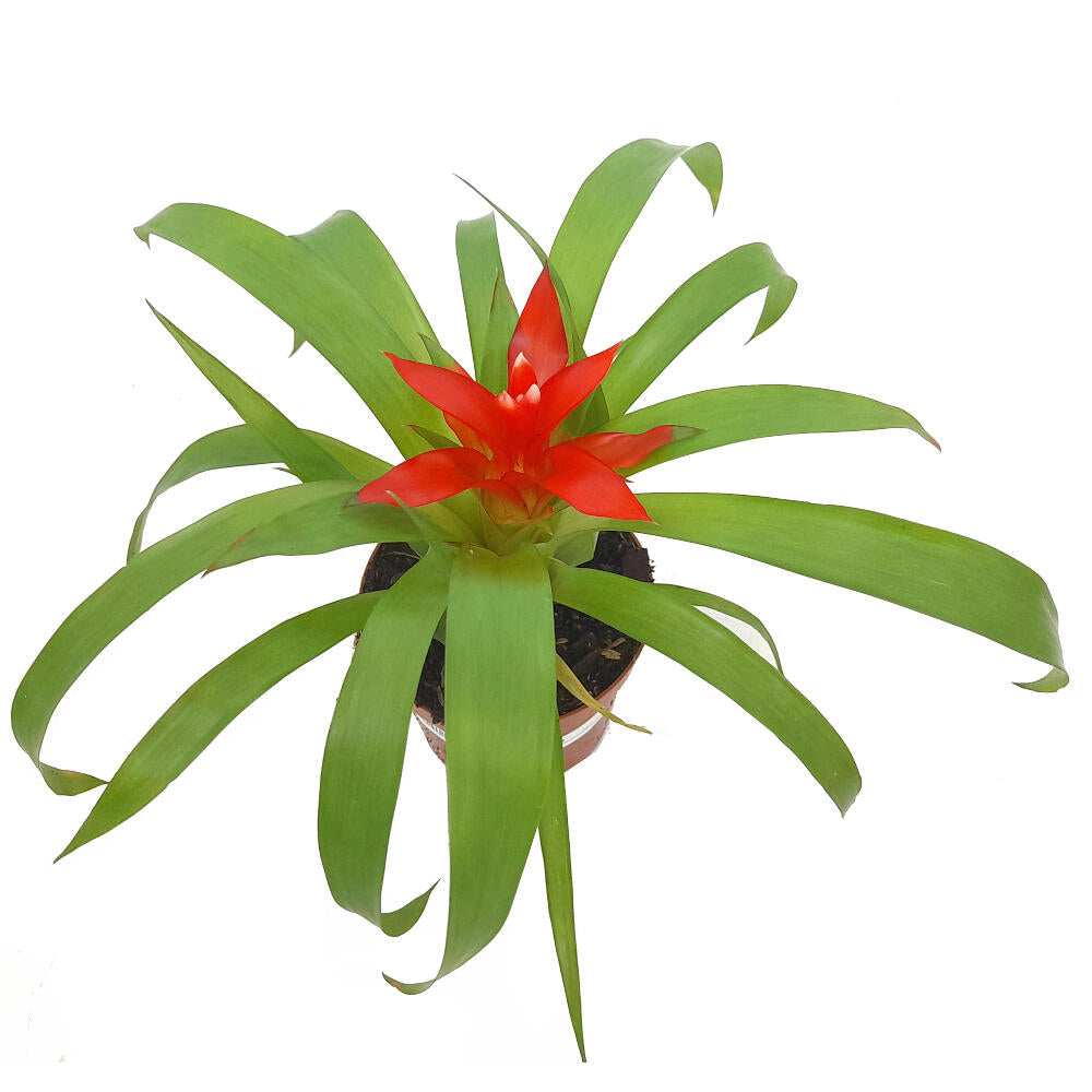 Guzmania Variada M9 20cm_1