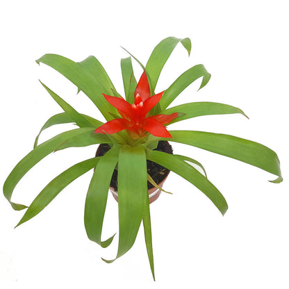 Guzmania Variada M9 20cm_1