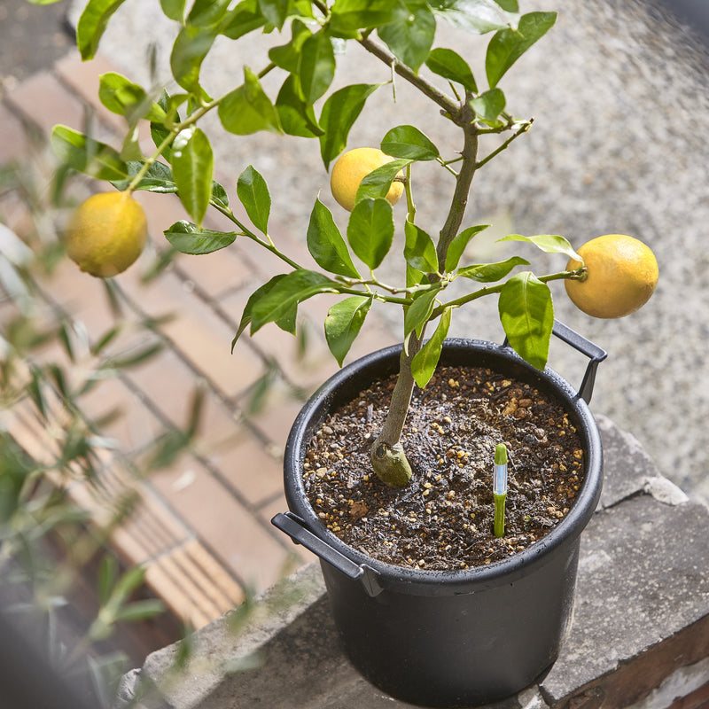 Pack De 3 Medidores De Humedad Para Plantas Sus.tee Verde – M –_1