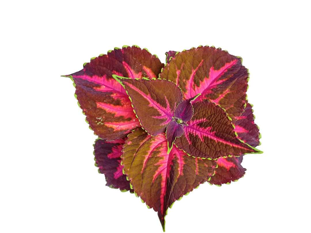 Coleo Kong Rose Planta Natural De Interior Con Hojas De Colores_0