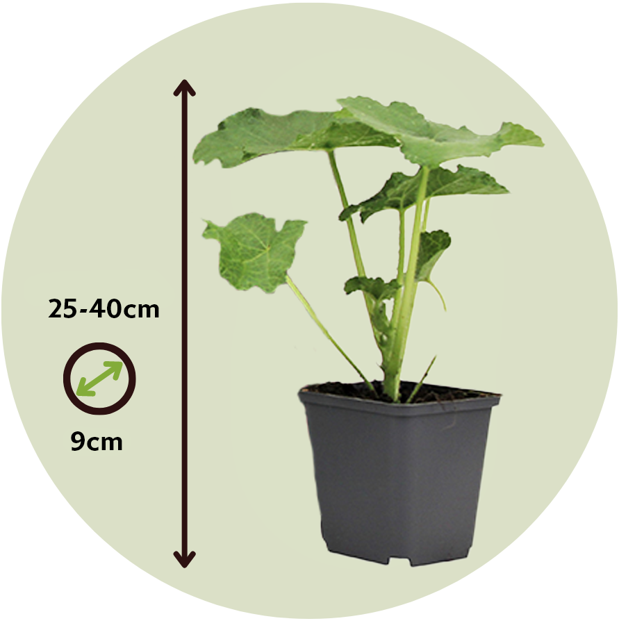 Malva De La Reina - 6 Pzs - Alcea Rosea - Altura 25-40cm - ⌀9cm_2