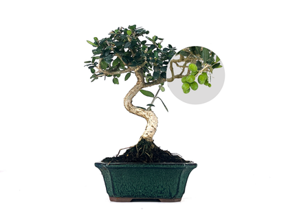 Bonsái Olea Europea Sylvestris – Acebuche 7 Años_0