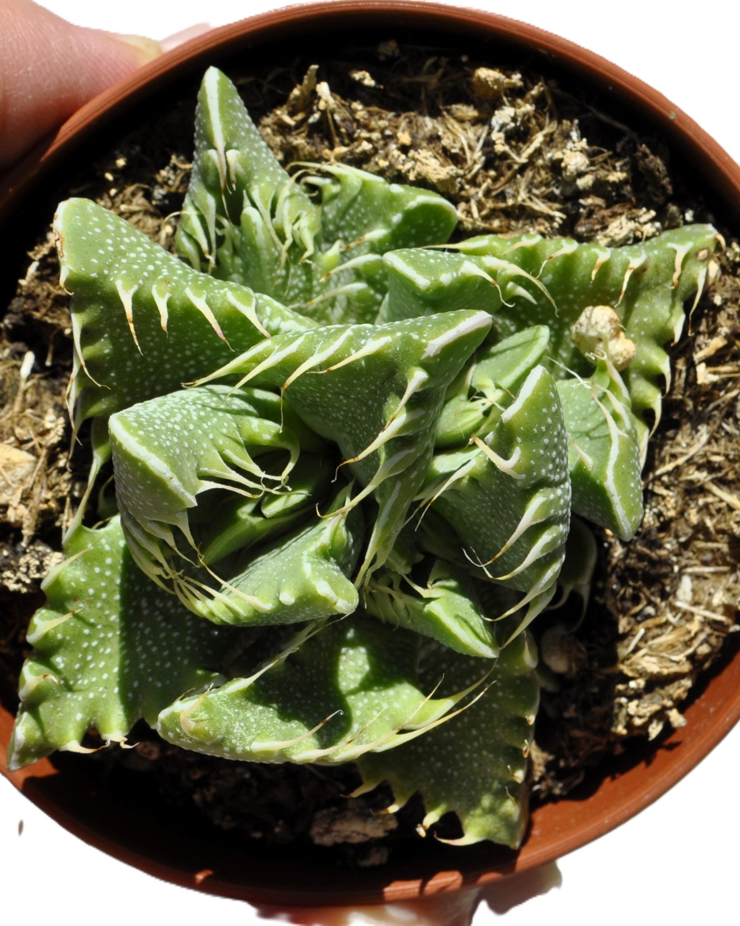 Faucaria Tigrina (boca De Tigre); Planta Suculenta Extraña; Curiosarium; Maceta 8,5 Cm_3