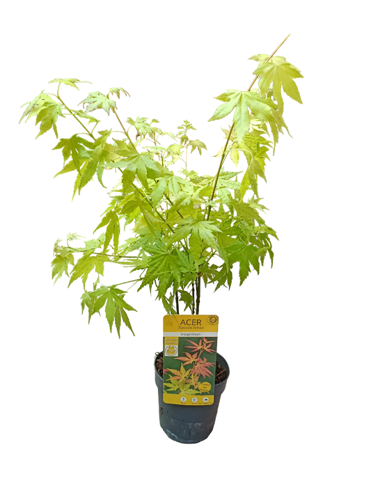 Acer Palmatum Orange Dream Ø10 Arbol Para Hacer Bonsai_0