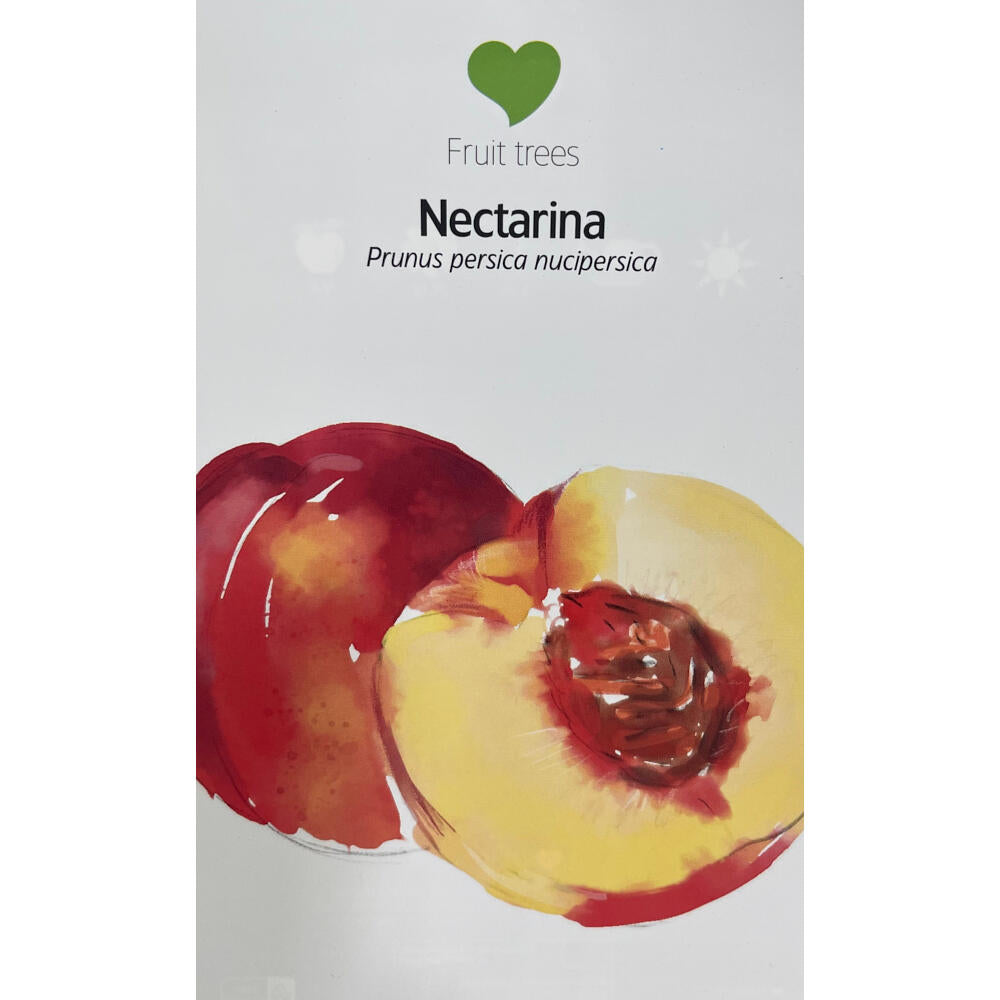 Nectarina Enana M26 90cm_1