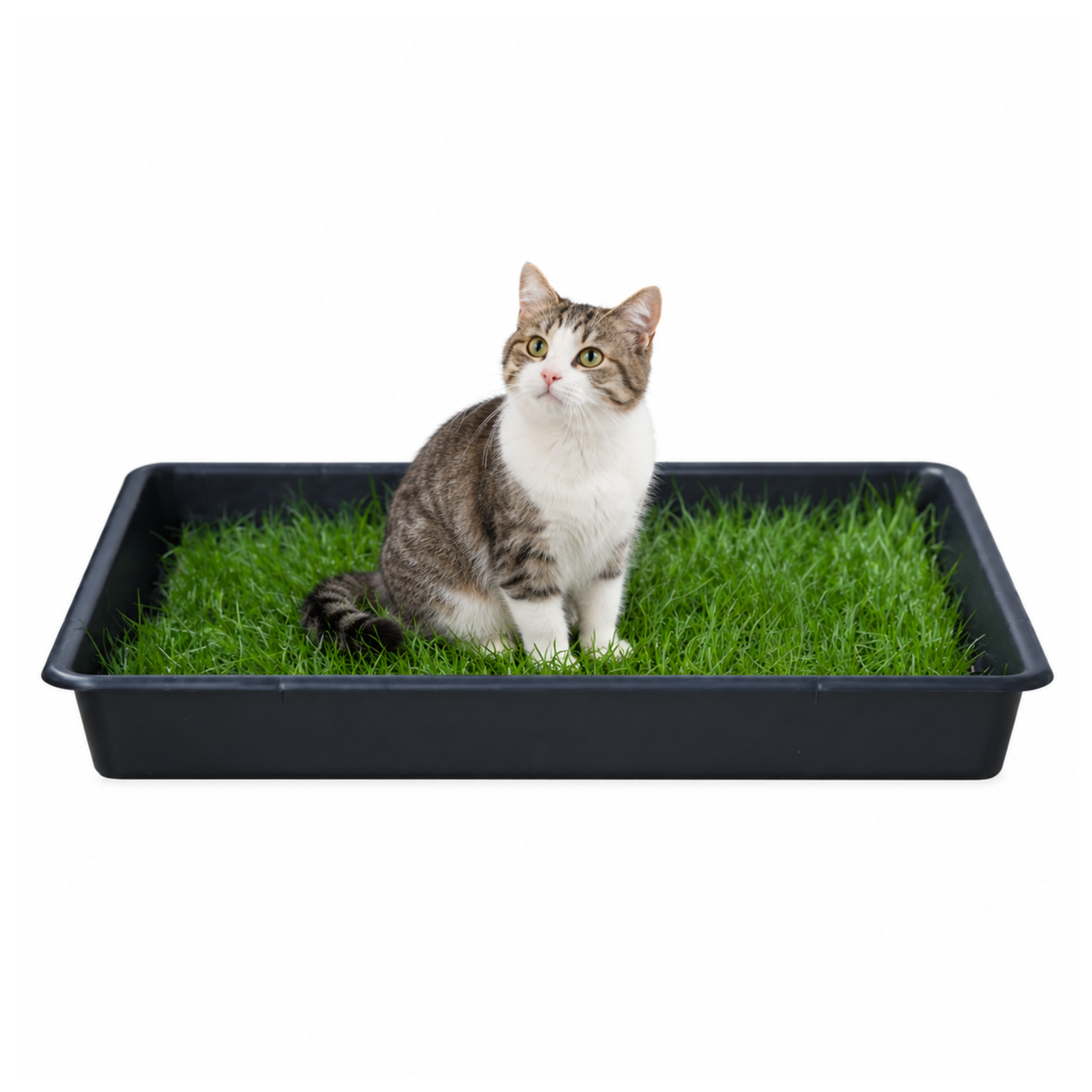 Petground, Arenero Para Gatos, Cama De Césped Natural, Hierba Gatera, Alfombra Olfativa Xxl Xxl: 80 X 80 Cm_0