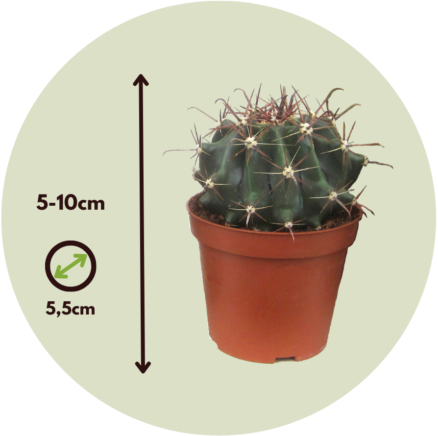 Cactaceae - 60 Pzs - Cactus - Altura 5-10cm - ⌀55cm_2