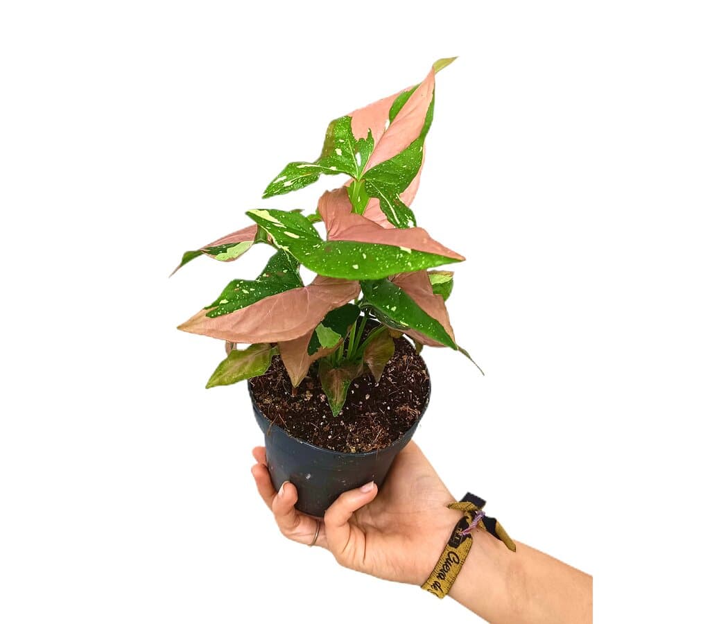 Syngonium Red Spot Tricolor M12_0