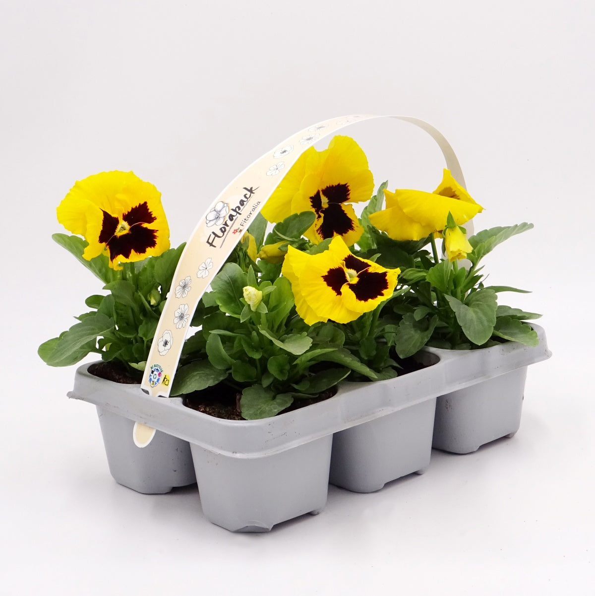 Pack Plantones Pensamiento Amarillo 6 Ud. Natural - Fitoralia_0