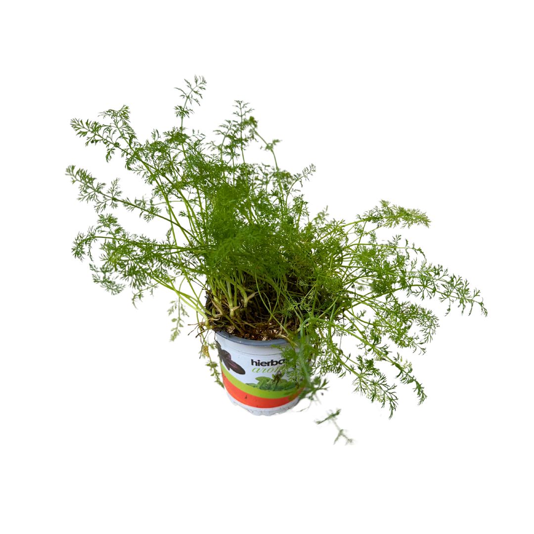 Eneldo Planta Aromática Y Medicinal (anethum Graveolens)_0