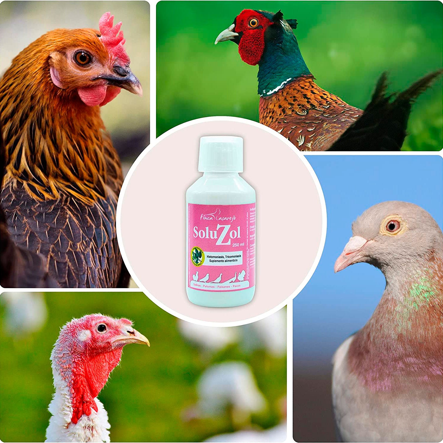 SoluZol 250ml – Complemento nutricional natural para aves – Apoyo digestivo y bienestar intestinal– 100% vegetal_4