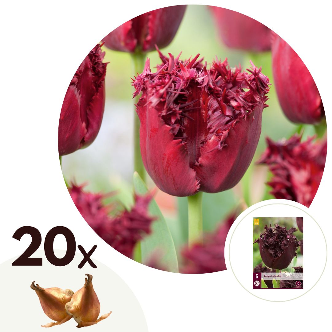 Bulbos De Tulipán - 20 Pzs - Tulipa 'labrador' - Bulbos De Flores - Púrpura_0