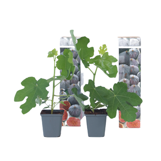 Higuera - 2 Pzs - Ficus Carica 'brown Turkey' - Altura 25-40cm - ⌀9cm_0