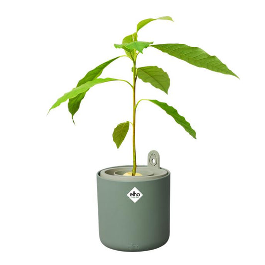 Incrível Abacate Elho Verde Abacate Germinante Pote
