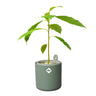 Incrível Abacate Elho Verde Abacate Germinante Pote