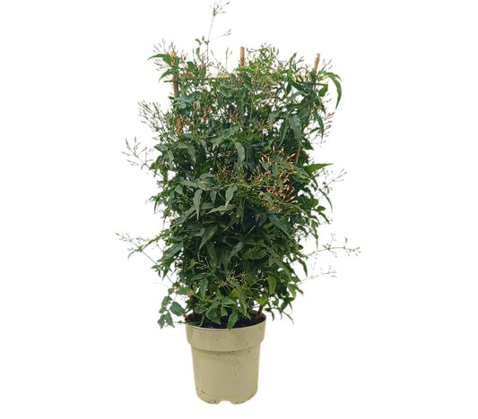 Jazmin Polyanthum Espaldera M17 80cm_0