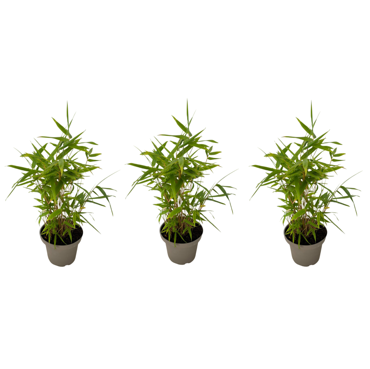 Bambú - 3 Piezas - Fargesia Nitida 'black Dragon' - Altura 25-40cm - ⌀14cm_0