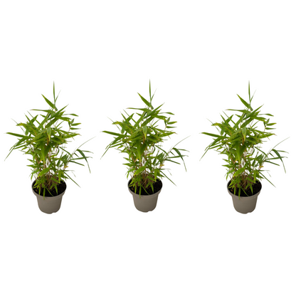 Bambú - 3 Piezas - Fargesia Nitida 'black Dragon' - Altura 25-40cm - ⌀14cm_0