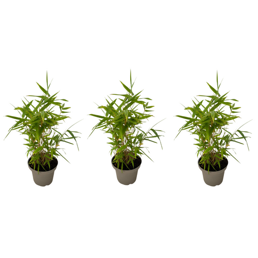Bambú - 3 Piezas - Fargesia Nitida 'black Dragon' - Altura 25-40cm - ⌀14cm_0